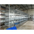 Poultry equipment for quail
